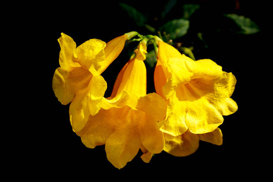 Yellow elders or Trumpet vine flowers.
