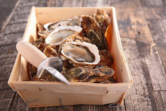 oyster