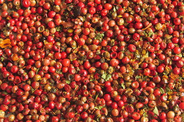 red pepper texture