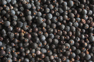Juniper texture