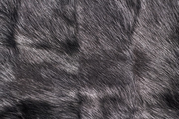 Black fur texture Closeup