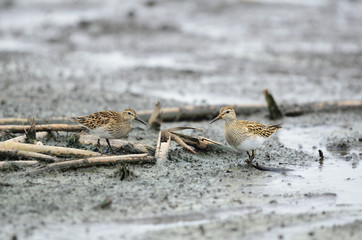 アメリカウズラシギ