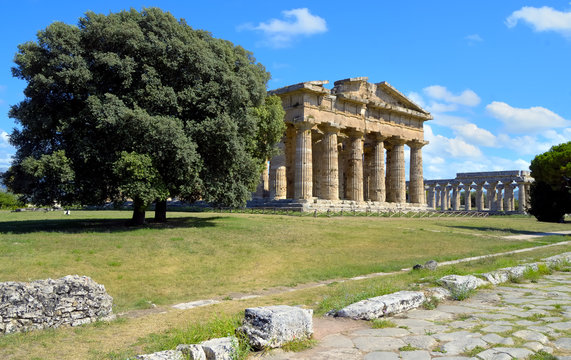Stately oak trees juxtaposed imposing greek temple, Paestum