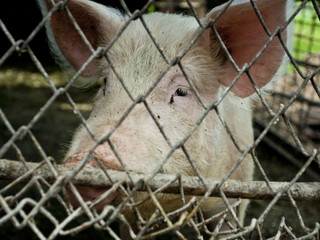 pig in a metal fence