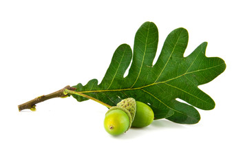 acorns and the oak leaves