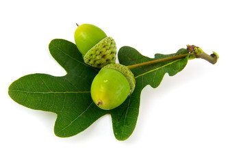 acorns © Valerii Zan