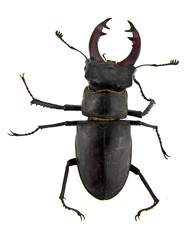 beetle
