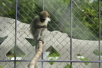 monkey