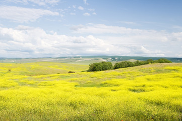 Obraz premium Summer blossoming fields