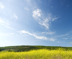 blossoming fields in mountains