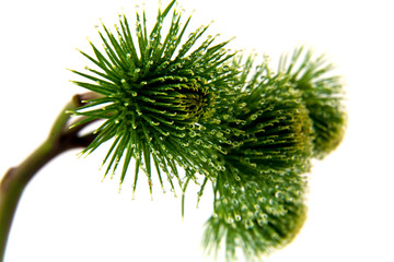 thistle