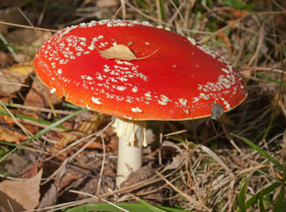 Fly agaric mushroom 
