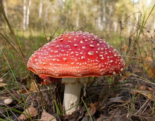 Fly agaric mushroom 