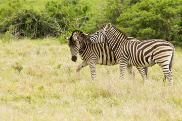 Two young zebras having fun