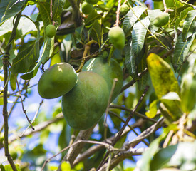 Green mango on tree in garden.