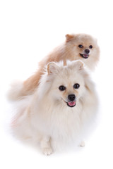 white pomeranian dog