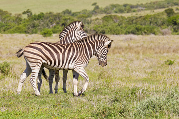 Fototapeta na wymiar Zebras playing