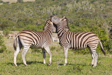 Fototapeta na wymiar Zebras rubbing heads