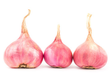 Obraz premium Fresh shallot