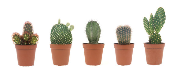 cactus collection isolated on white
