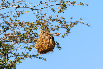 Nest weaver bird on branch