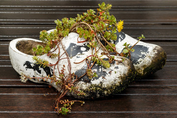 Old Dutch wooden shoes used as flowerpot