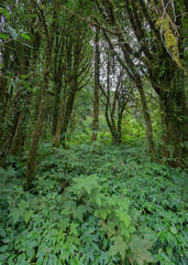 green jungle with tree rainforest