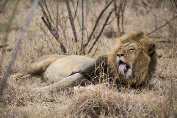 Lion