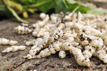 crosnes du Japon