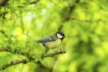 Great tit, parus major