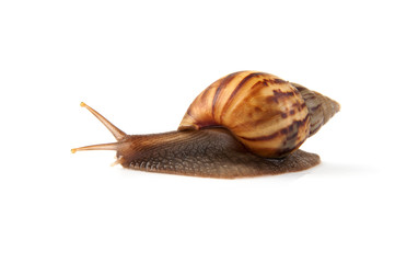 Garden snail isolated on white background.