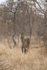 Waterbuck