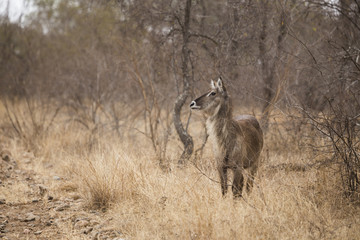 Waterbuck