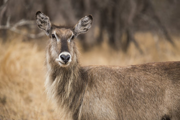 Waterbuck