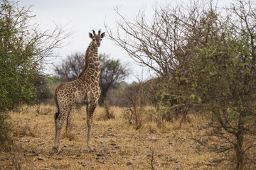 Giraffe in the bushes