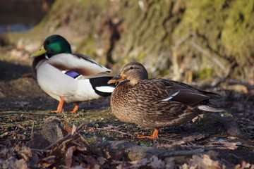 ducks walking in forest in Poland.