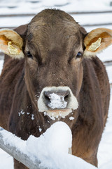 Kuh fri&szlig;t Schnee
