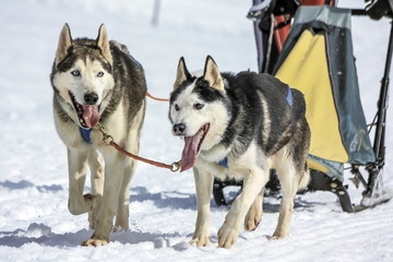 Sled dogs in speed racing, Moss, Switzerland