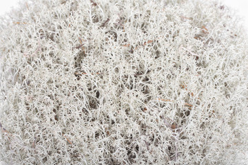 Reindeer lichen (Cladonia rangiferina). Closeup