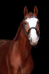Fototapeta na wymiar Chestnut stallion portrait on black background