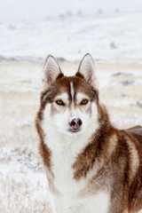 HUSKY TALULLA LOZERE