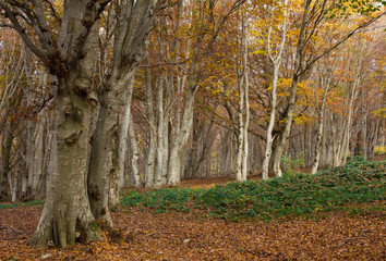 Riserva naturale del Monte San Vicino in autunno