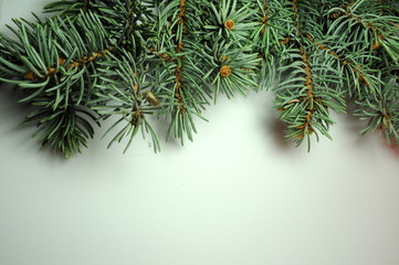 Branch of Christmas tree on white background