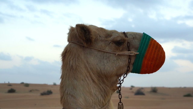 close up of a camel in emirates
