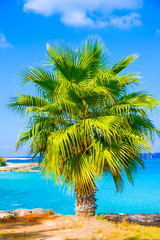palm sea shore