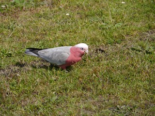Galah  or Roseate Cockatoo or Pink and Grey in Australia