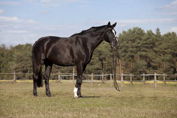 Obraz premium Black horse on meadow