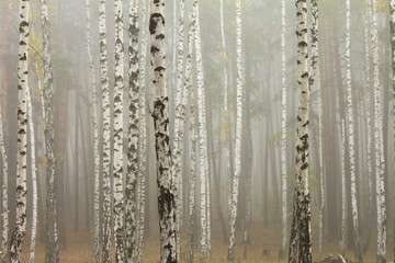 Fog in birch forest