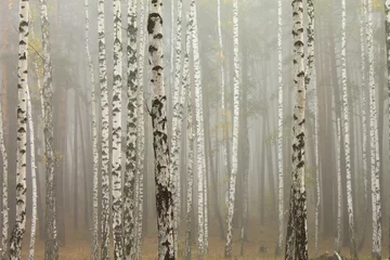 Nebel im Birkenwald © yarbeer