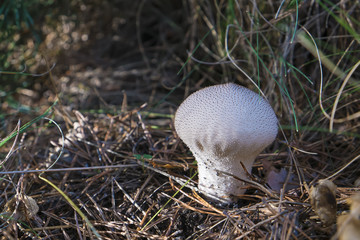 Lycoperdon perlatum o pedo de lobo en su h&aacute;bitat natural